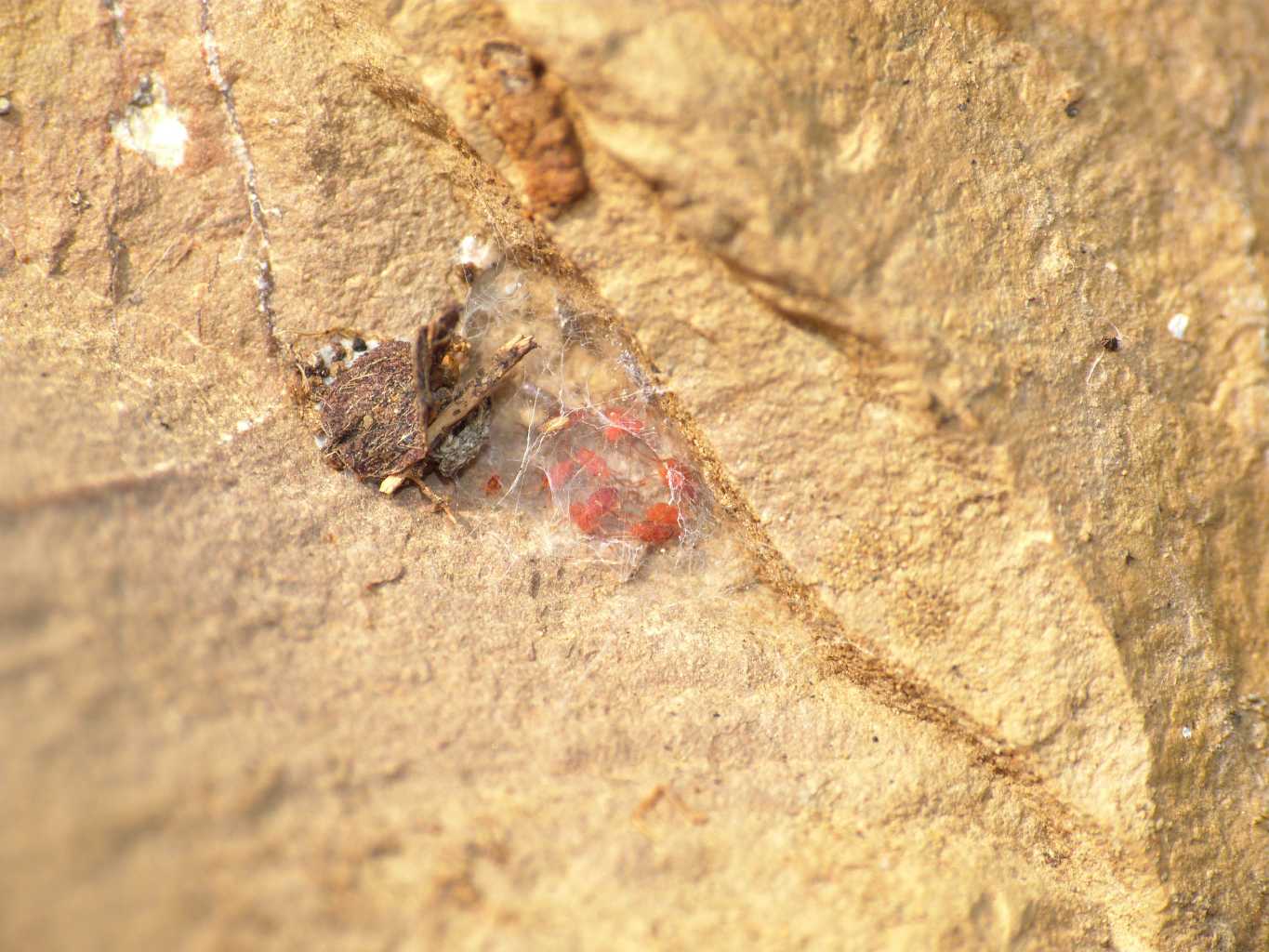 Acaro rosso piatto (fam. Smarididae)